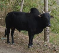 Thutho-cattle